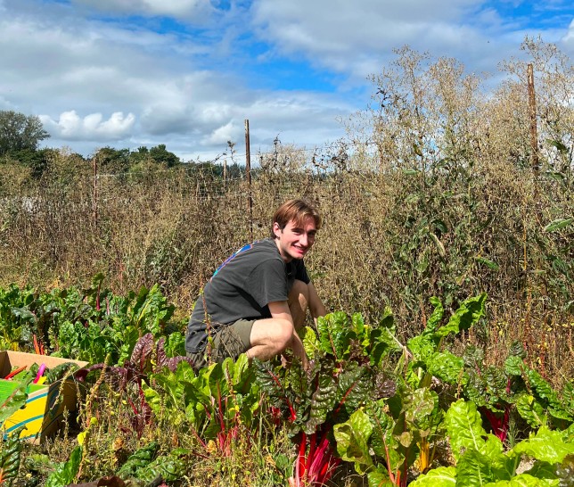 Young man picking vegetables from a garden